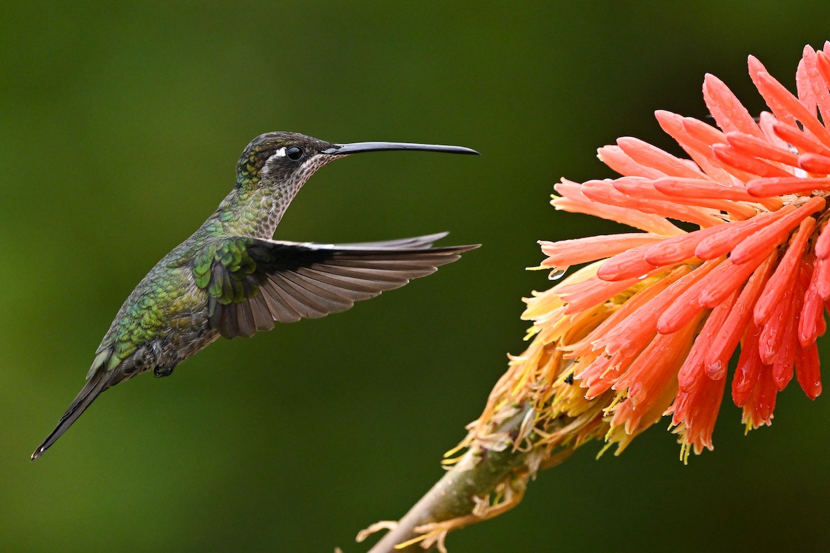 Talamanca Hummingbird - ML638670632