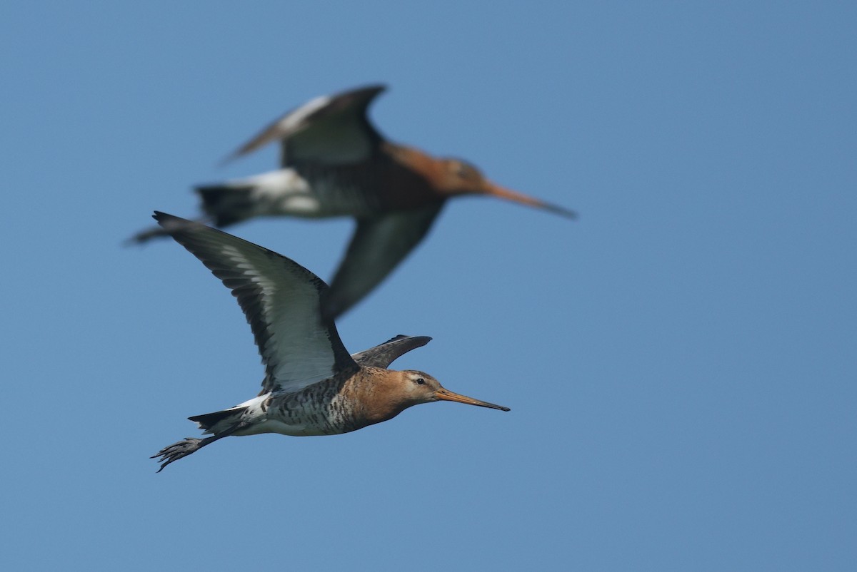 Black-tailed Godwit - ML638670679