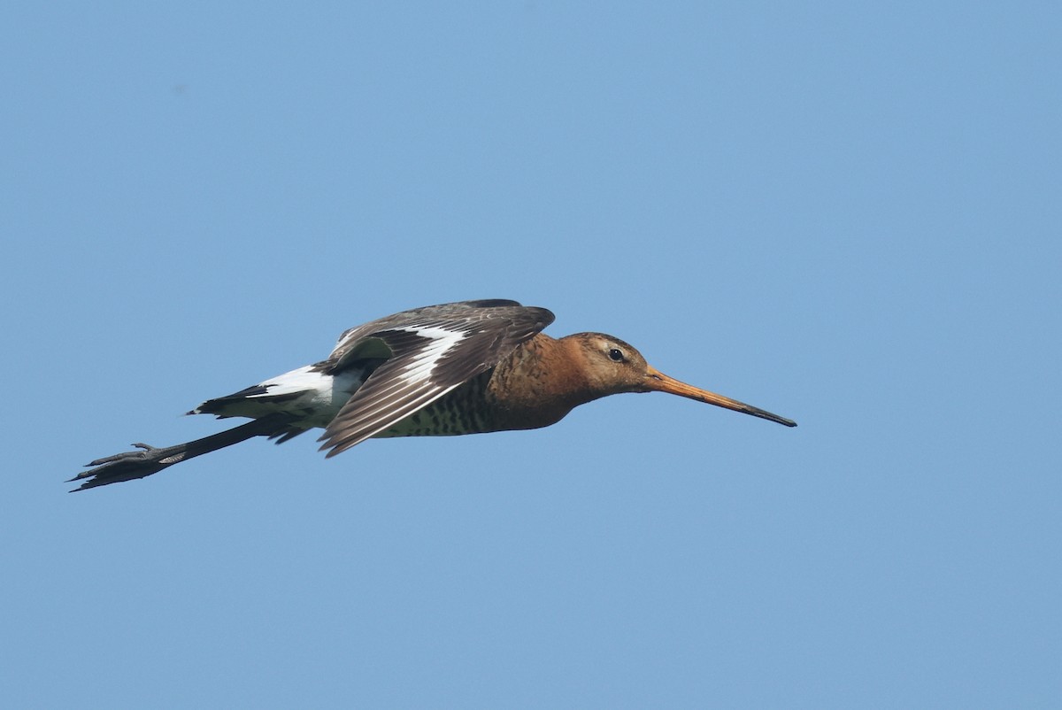 Black-tailed Godwit - ML638670684