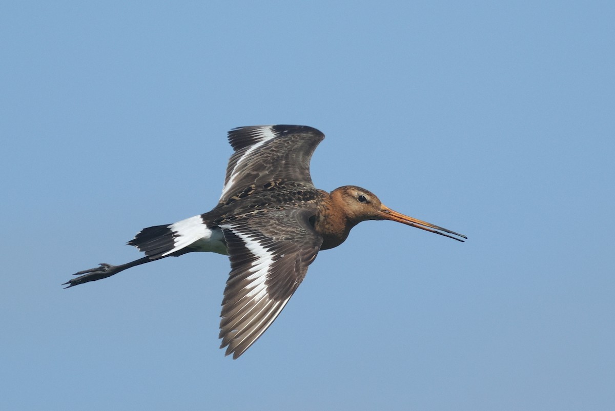 Black-tailed Godwit - ML638670685