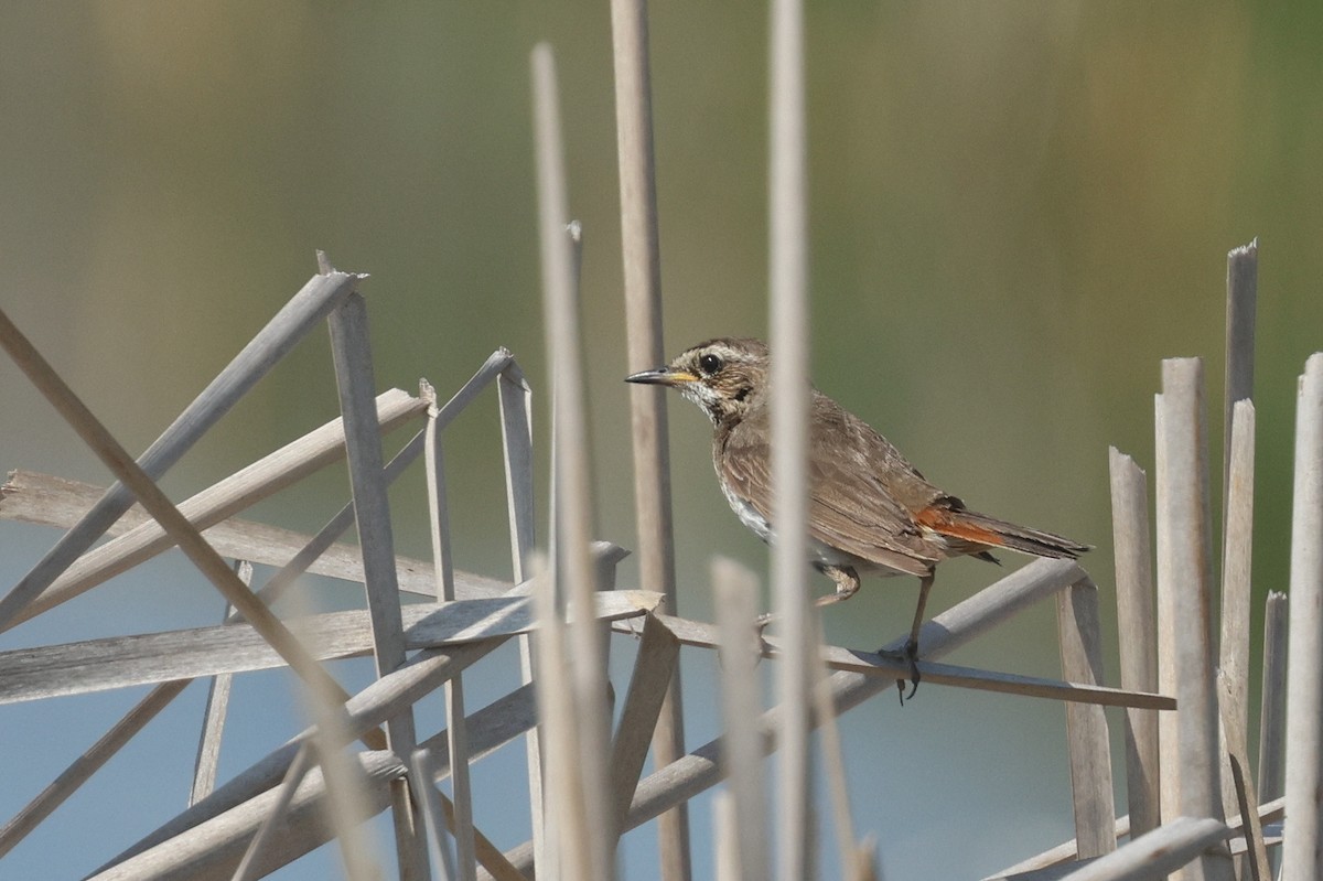 Bluethroat - ML638670695