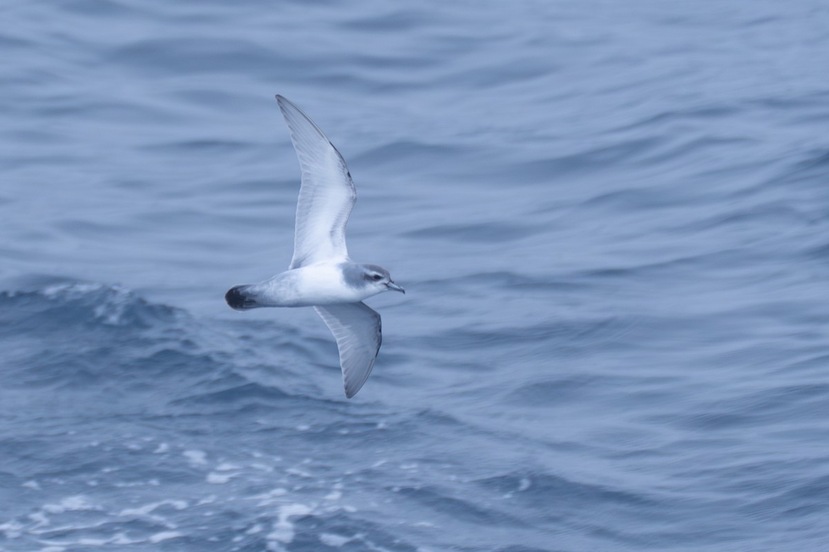Taubensturmvogel - ML638670699