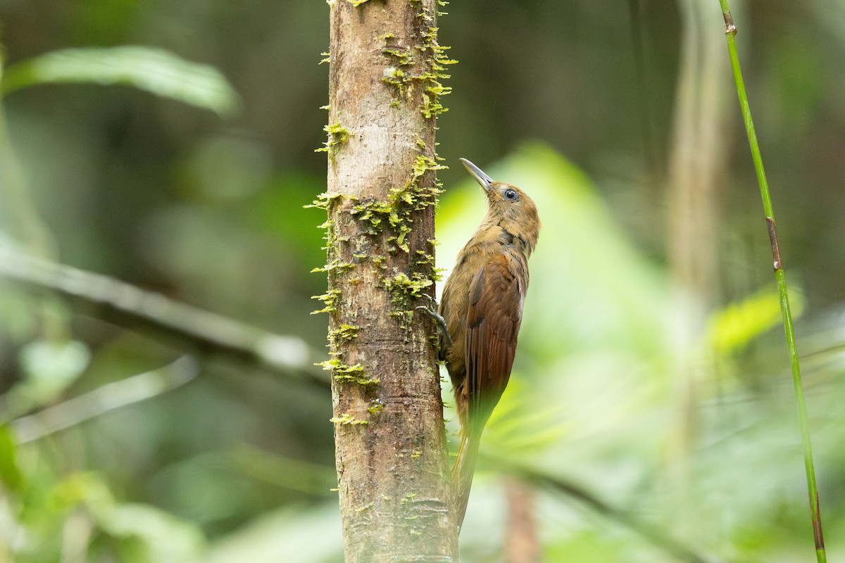 White-chinned Woodcreeper - ML638670705