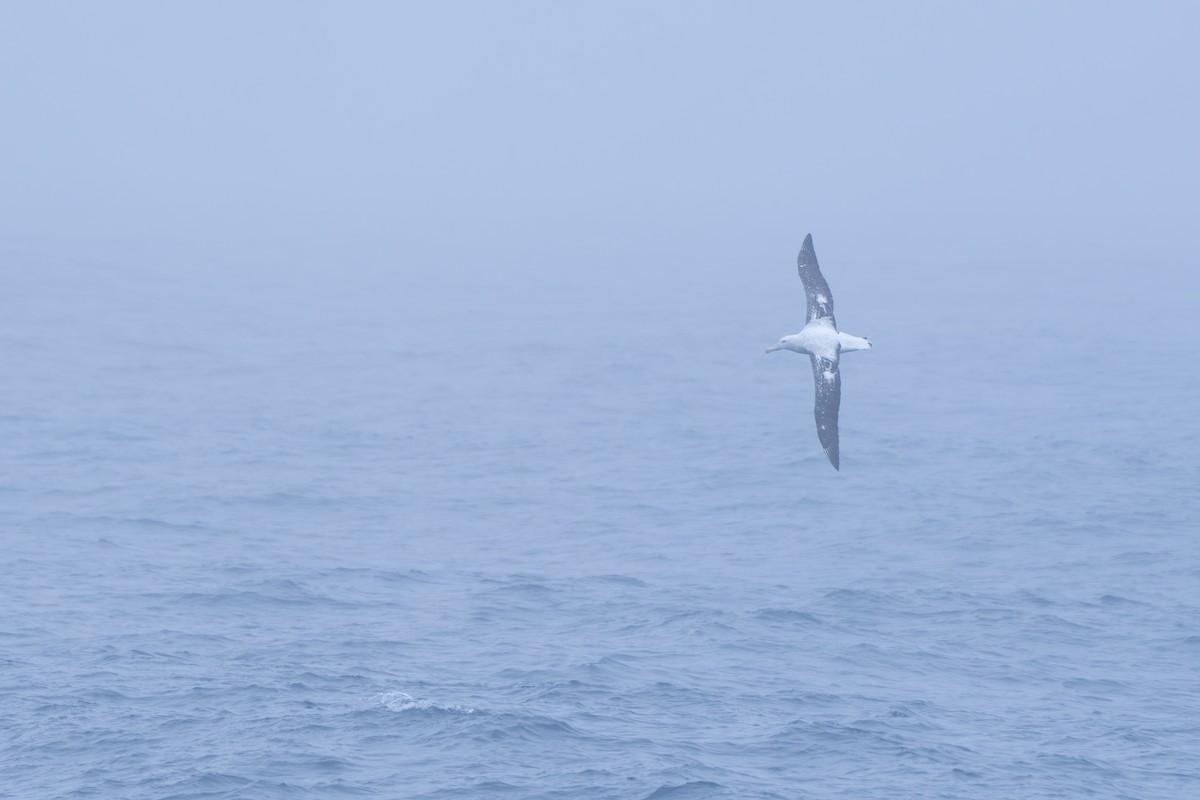 Antipodean Albatross (Gibson's) - ML638670719