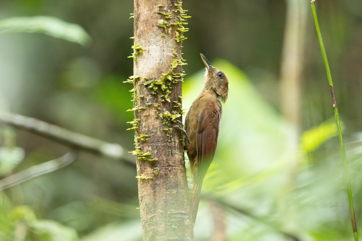 White-chinned Woodcreeper - ML638670720