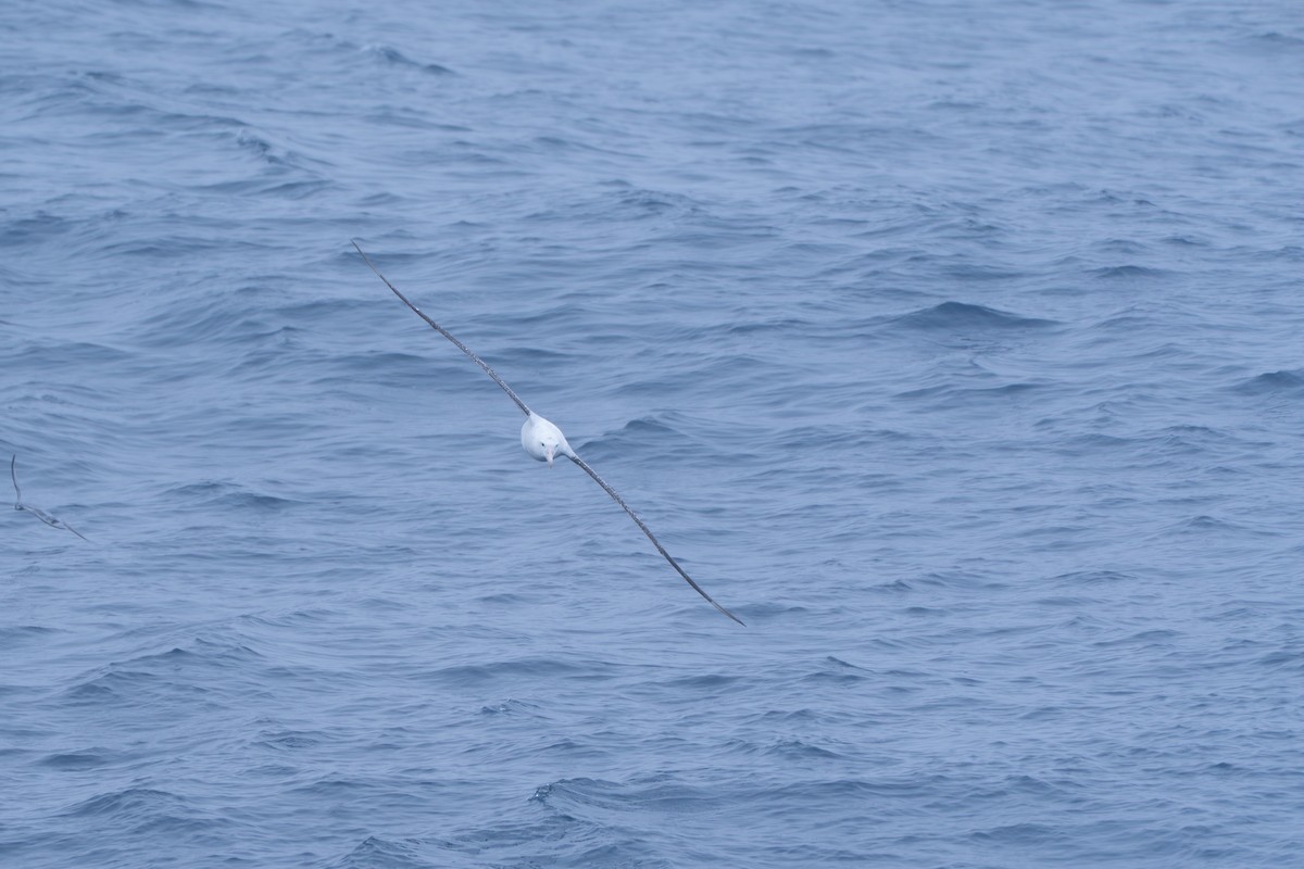 Antipodean Albatross (Gibson's) - ML638670722