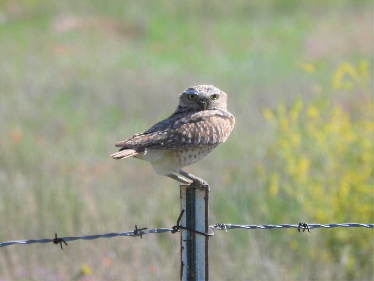 Burrowing Owl - ML638670723