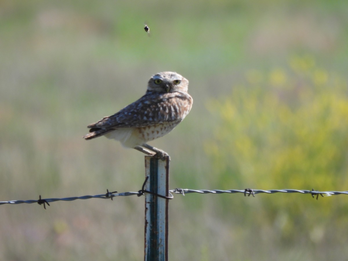 Burrowing Owl - ML638670724