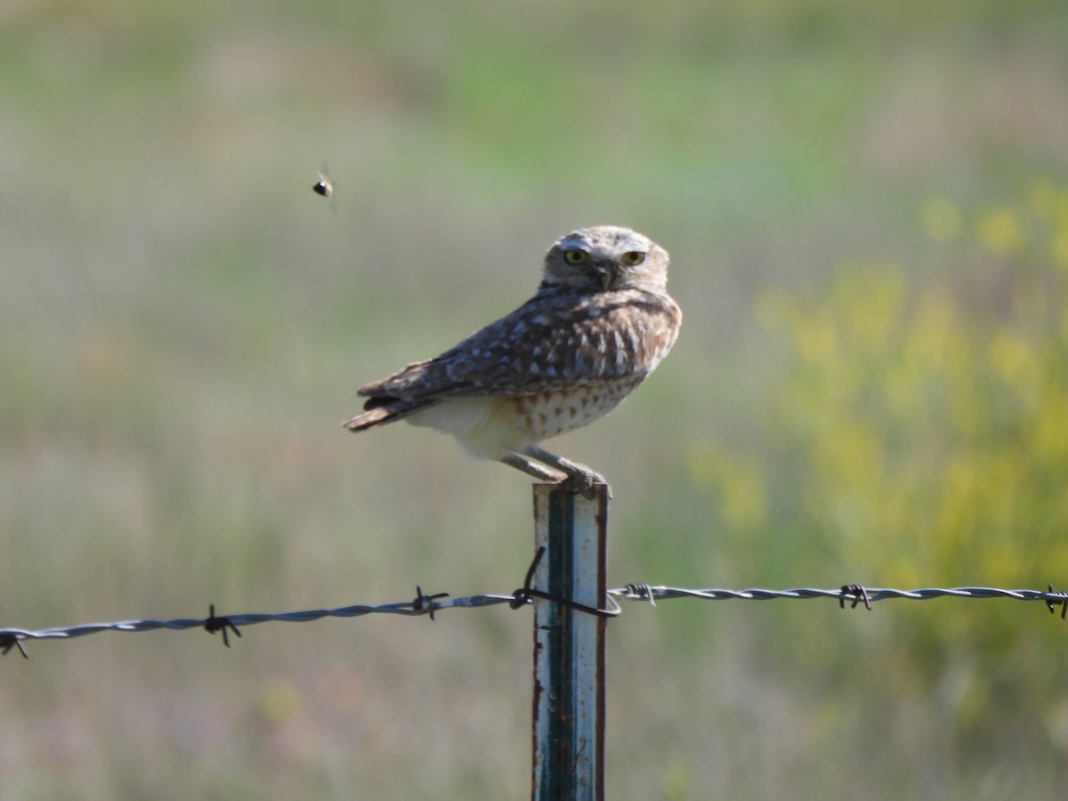Burrowing Owl - ML638670726