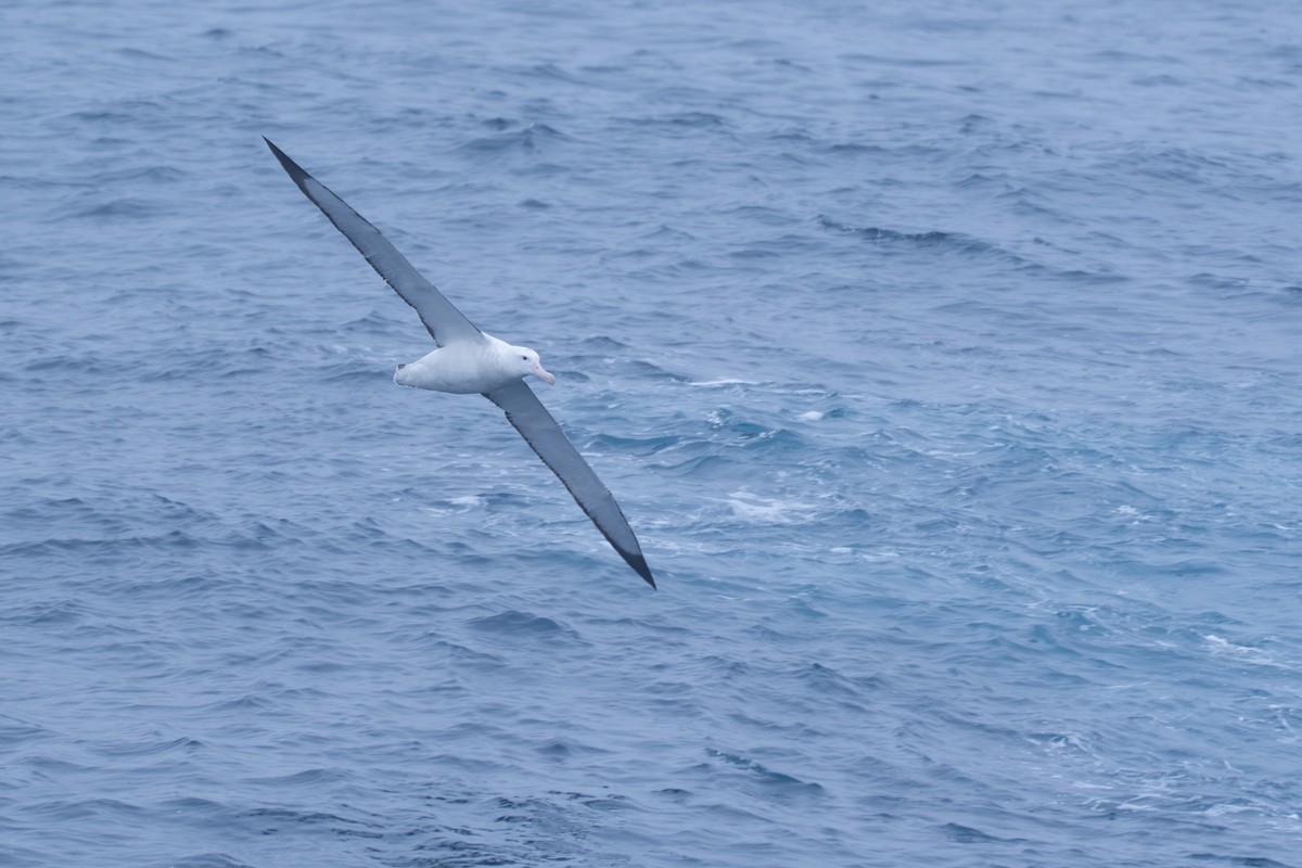 Antipodean Albatross (Gibson's) - ML638670734
