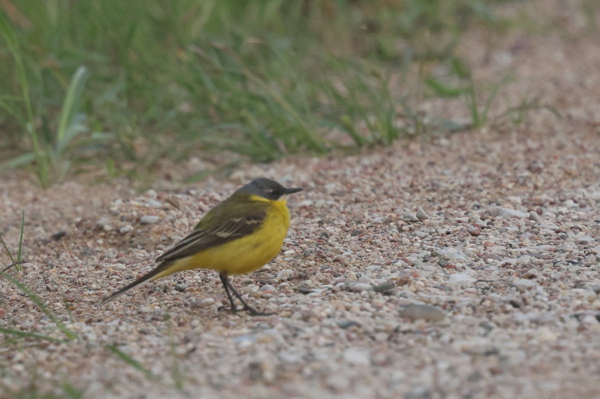 Western Yellow Wagtail - ML638670738
