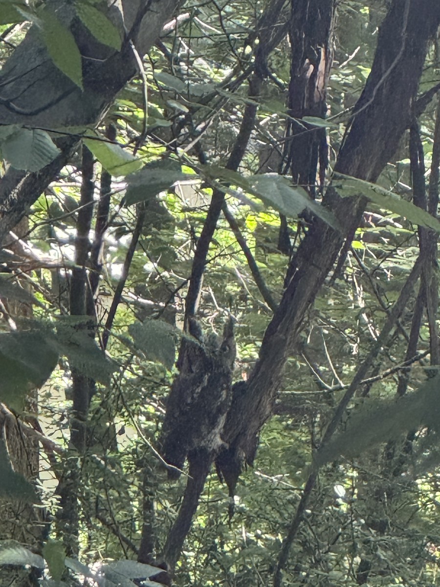 Eastern Screech-Owl - ML638670742