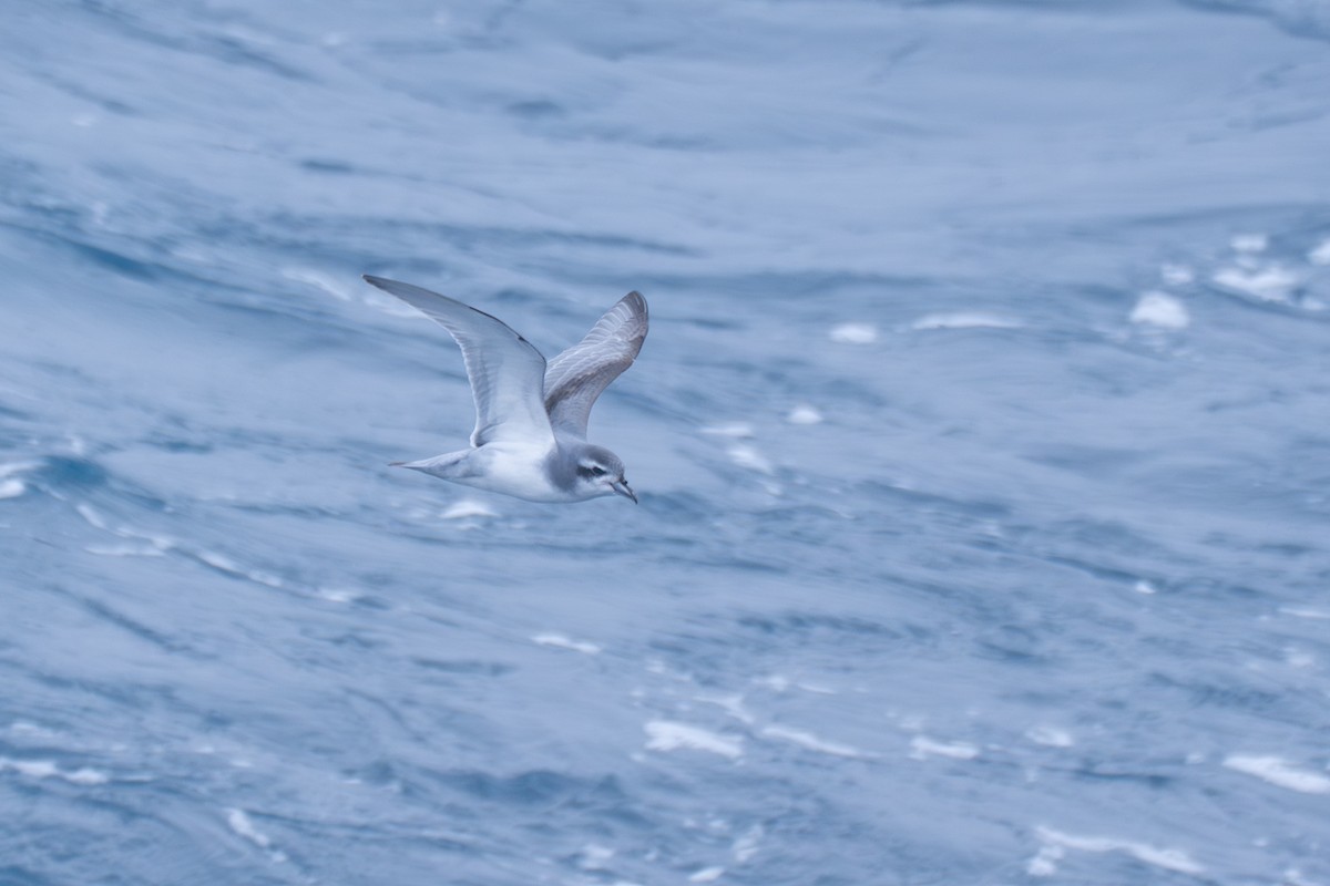 Taubensturmvogel - ML638670751