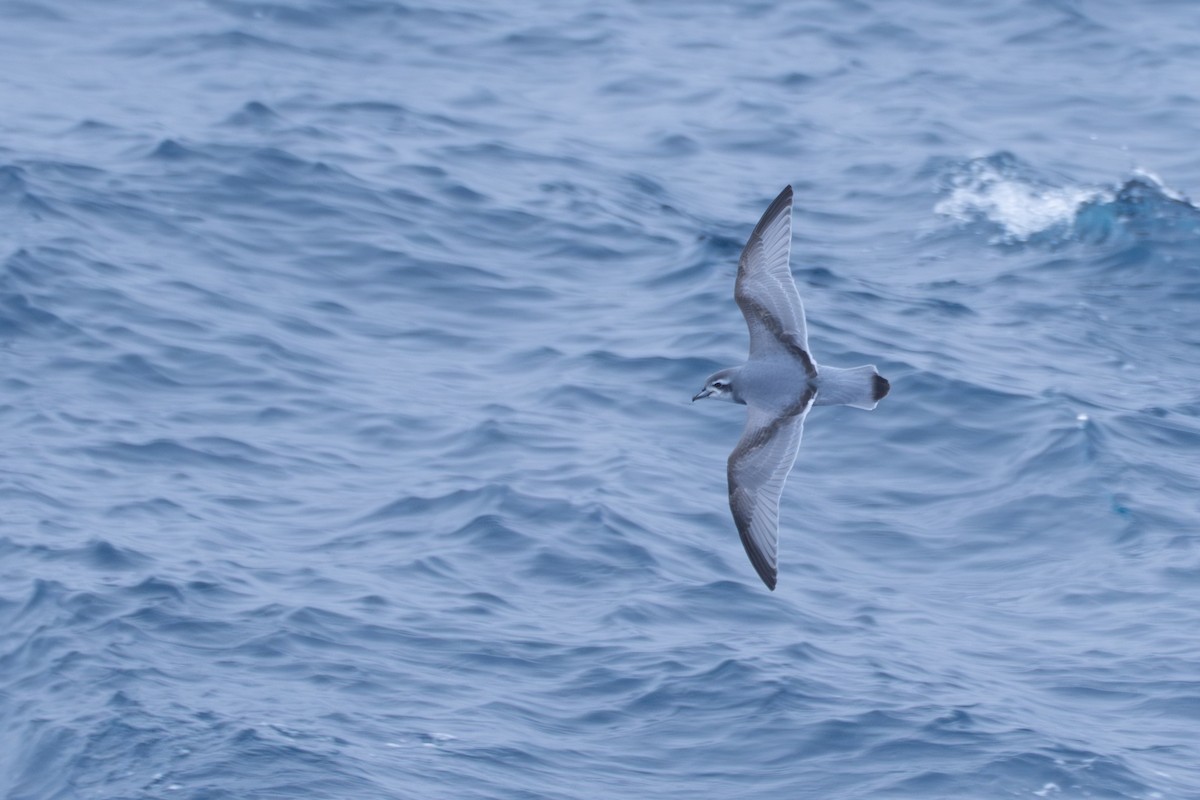 Taubensturmvogel - ML638670752