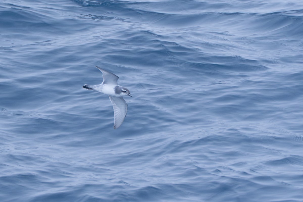 Taubensturmvogel - ML638670753
