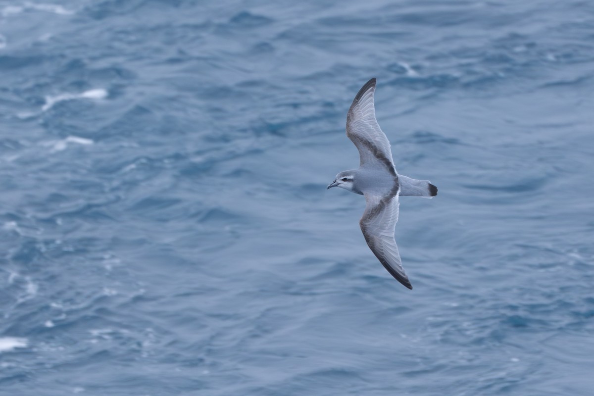 Taubensturmvogel - ML638670768