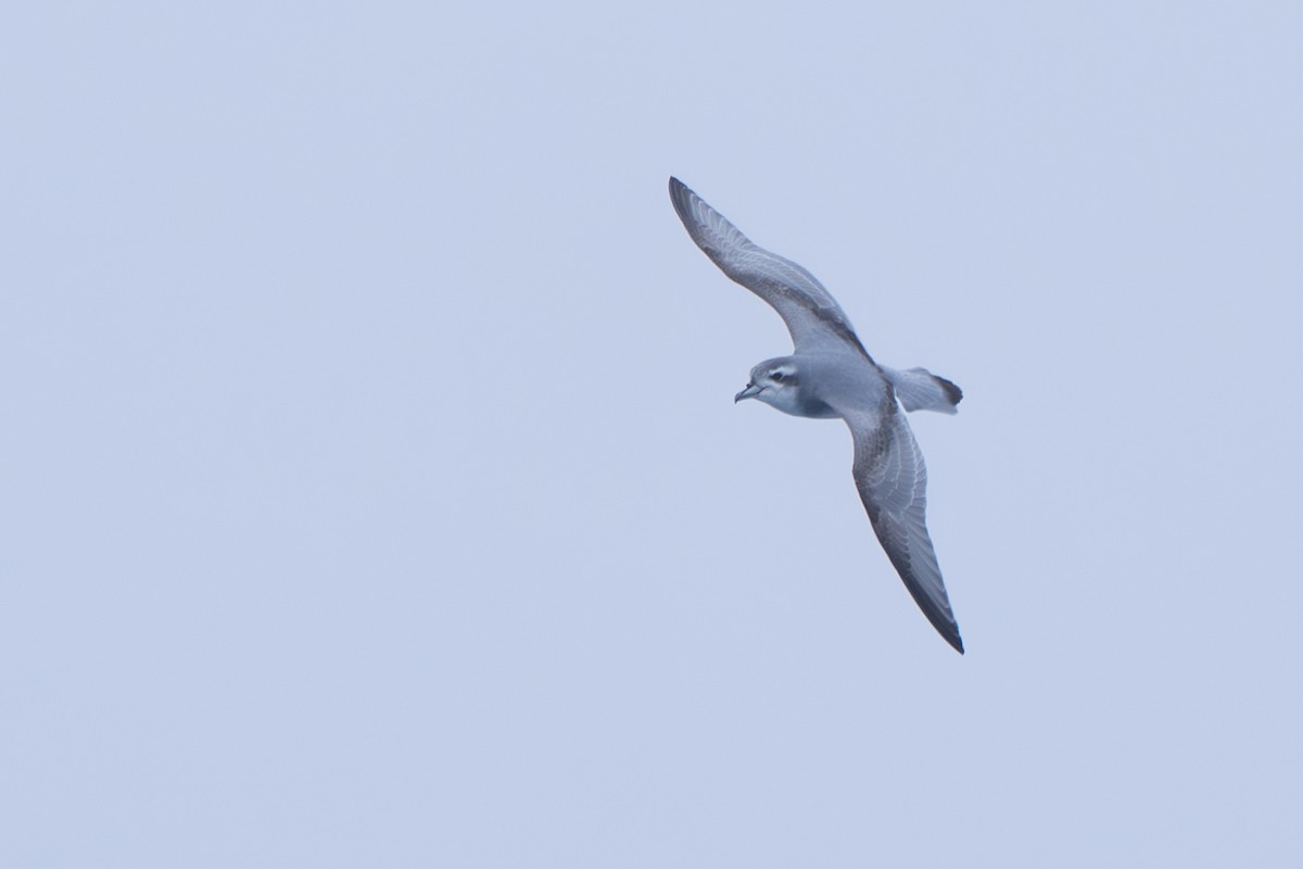 Taubensturmvogel - ML638670783