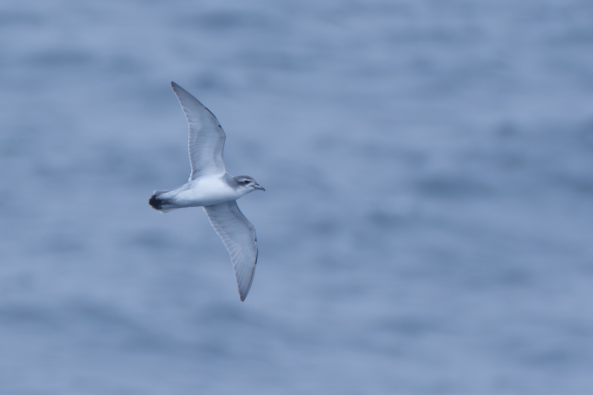 Taubensturmvogel - ML638670790