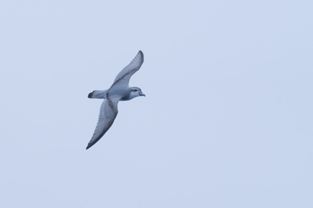 Taubensturmvogel - ML638670796