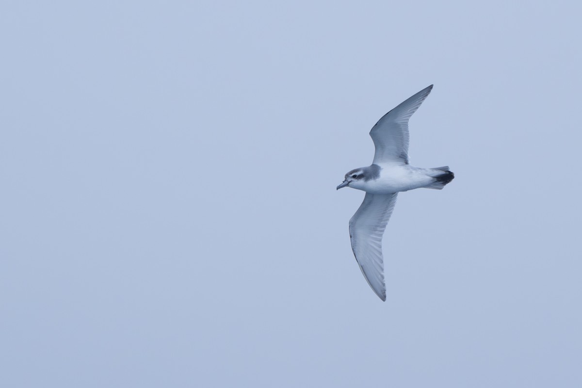 Taubensturmvogel - ML638670802