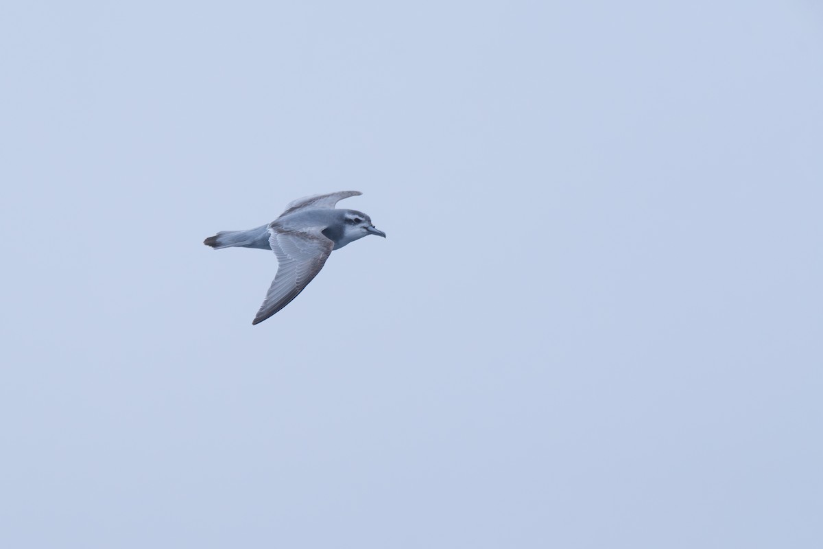 Taubensturmvogel - ML638670803