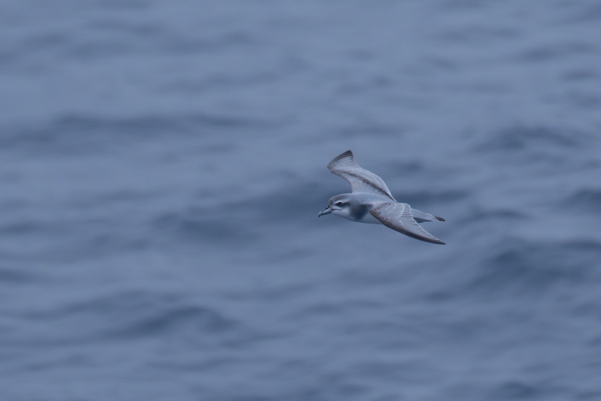 Taubensturmvogel - ML638670805