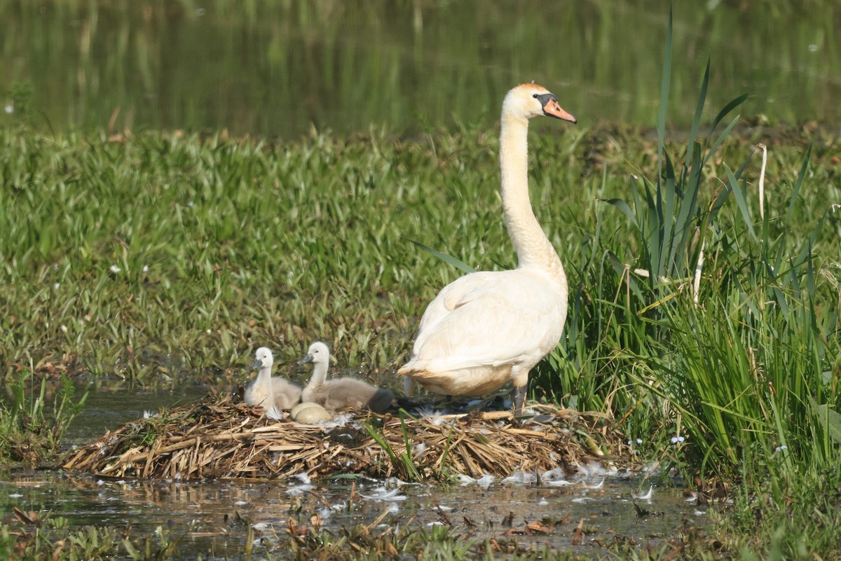 Mute Swan - ML638670817