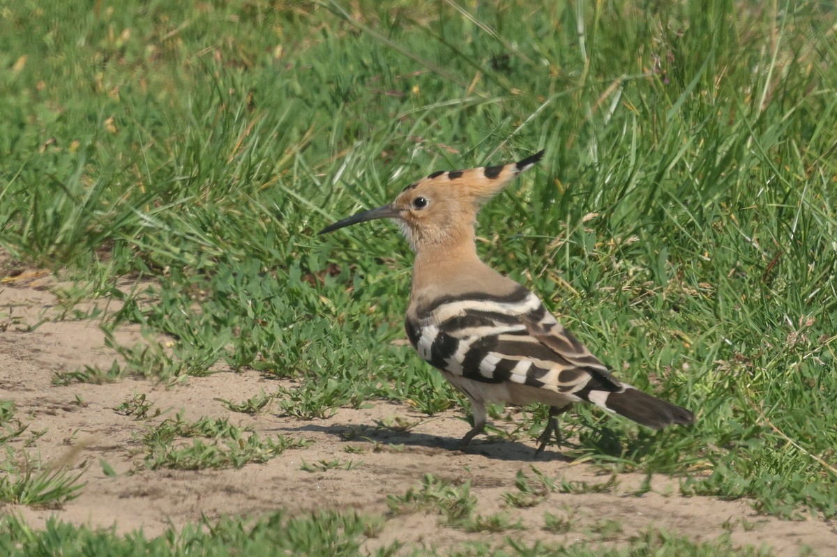 Eurasian Hoopoe - ML638670864