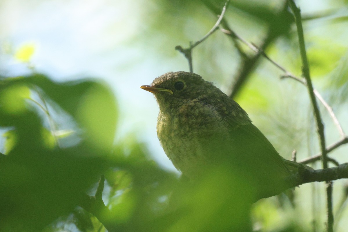 European Robin - ML638670878