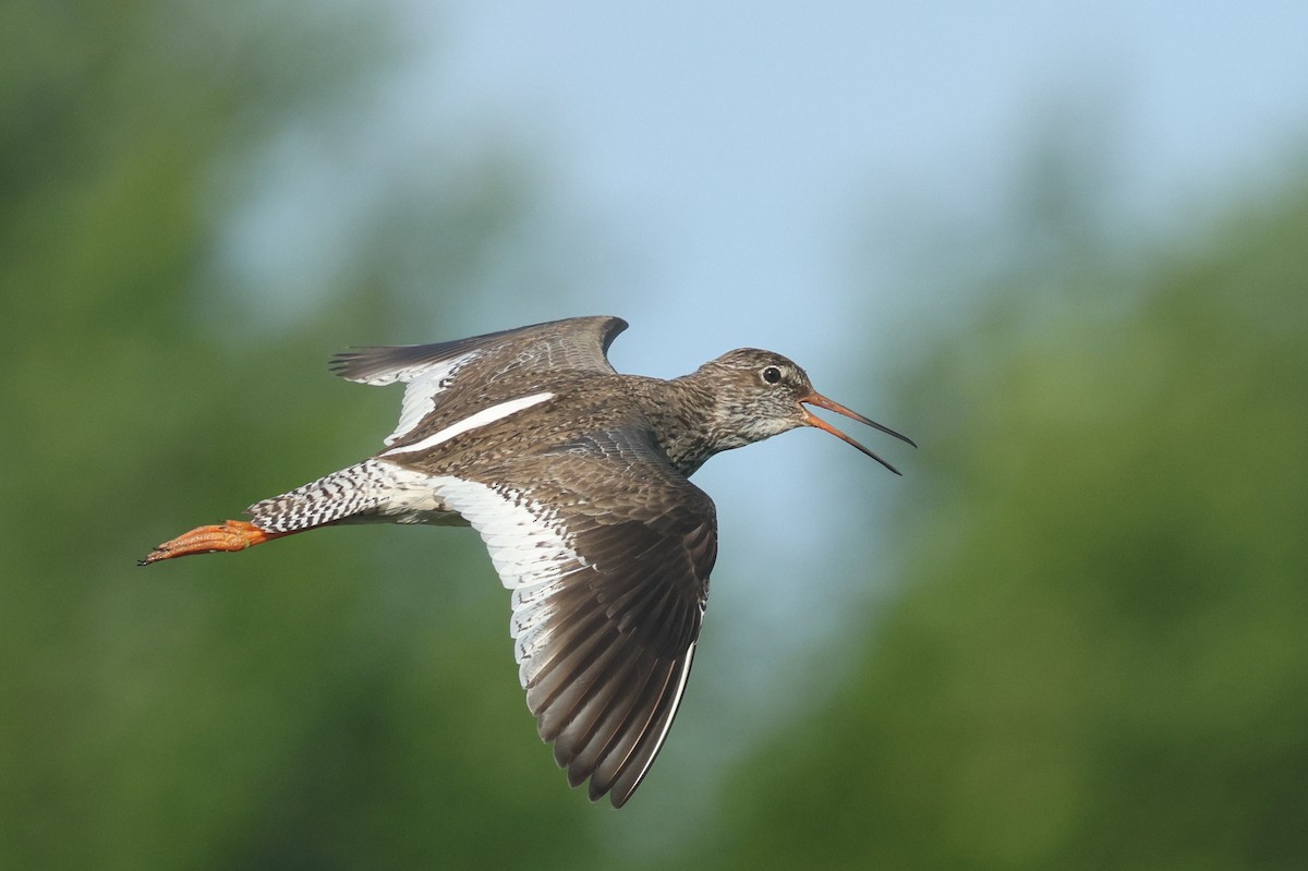Common Redshank - ML638670890