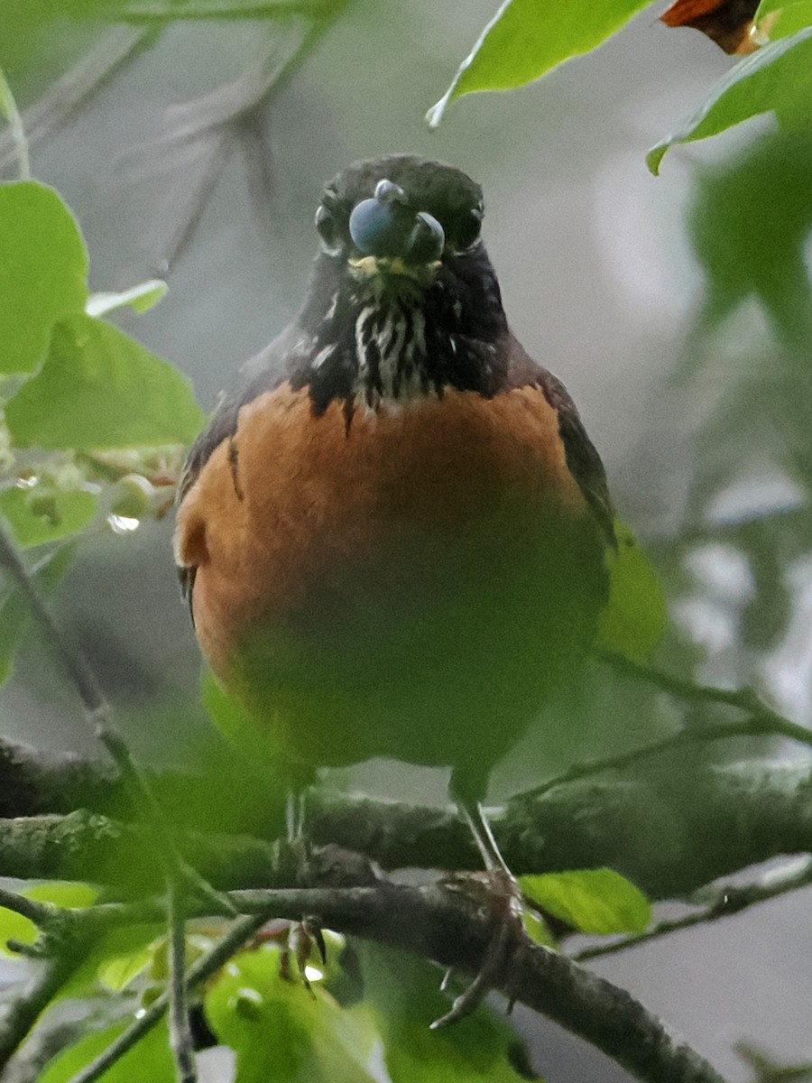 American Robin - ML638670903