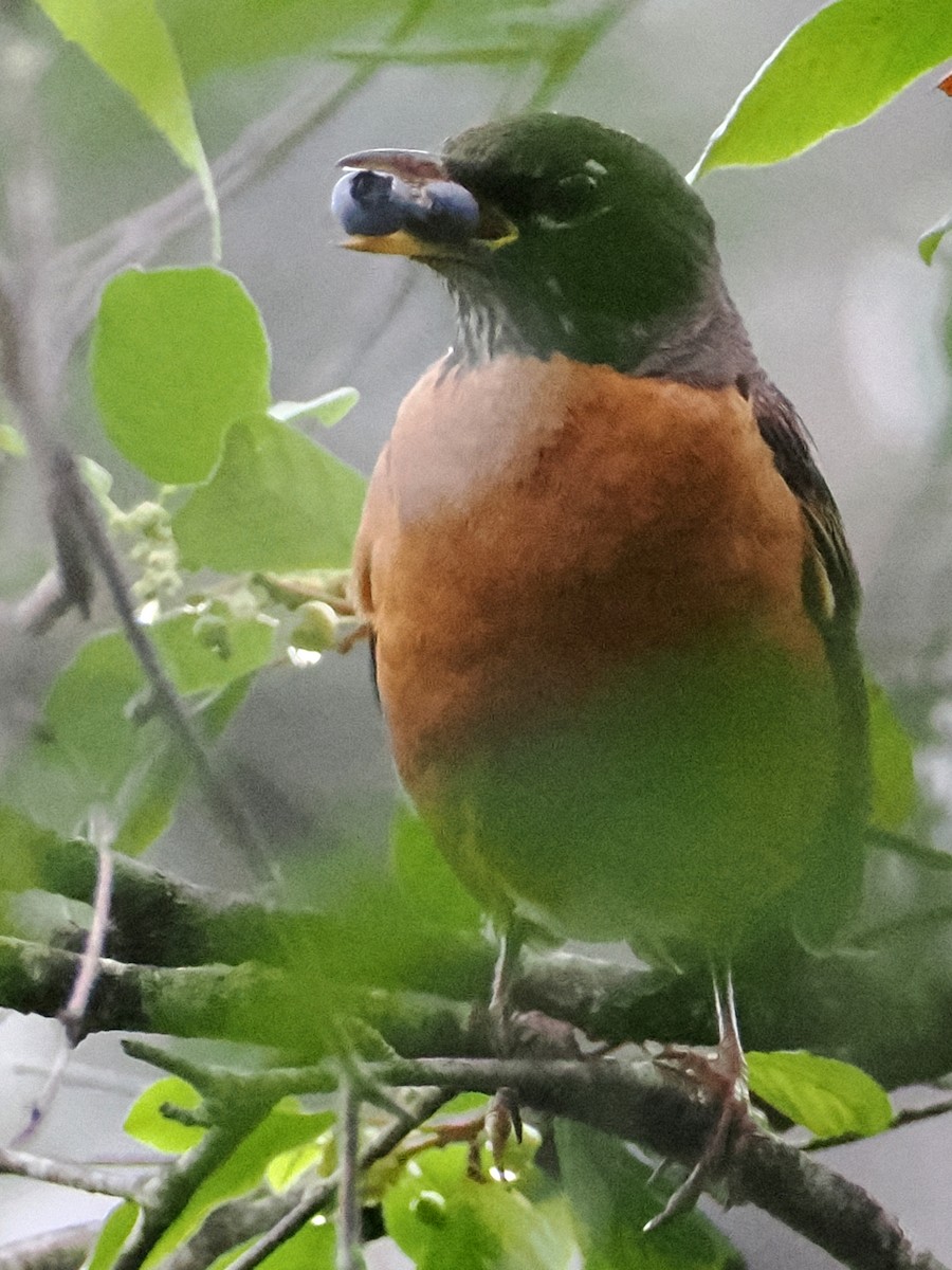 American Robin - ML638670904