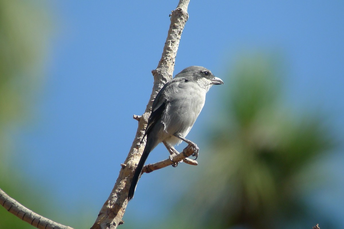 Great Gray Shrike (Sahara) - ML638670907