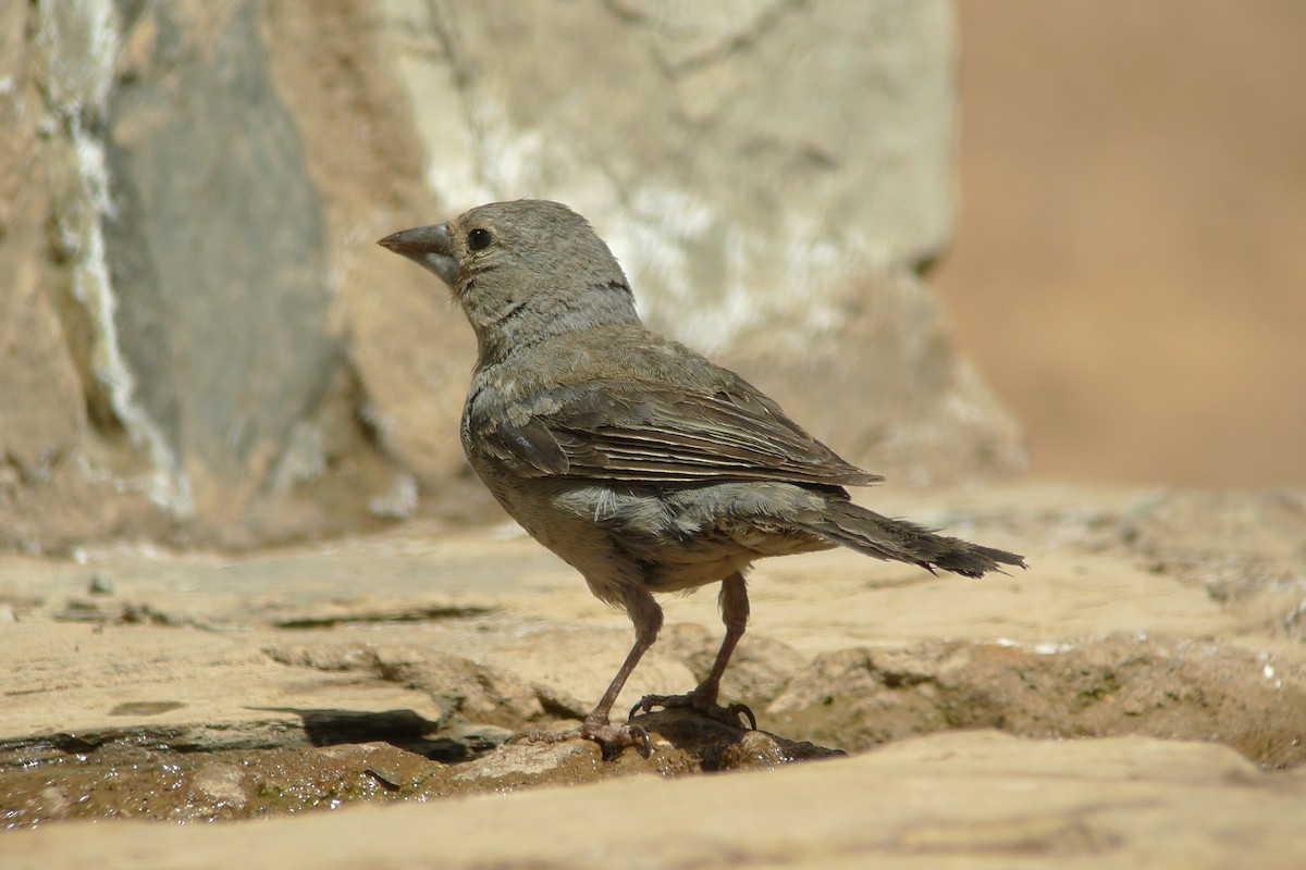 Tenerife Blue Chaffinch - ML638670921