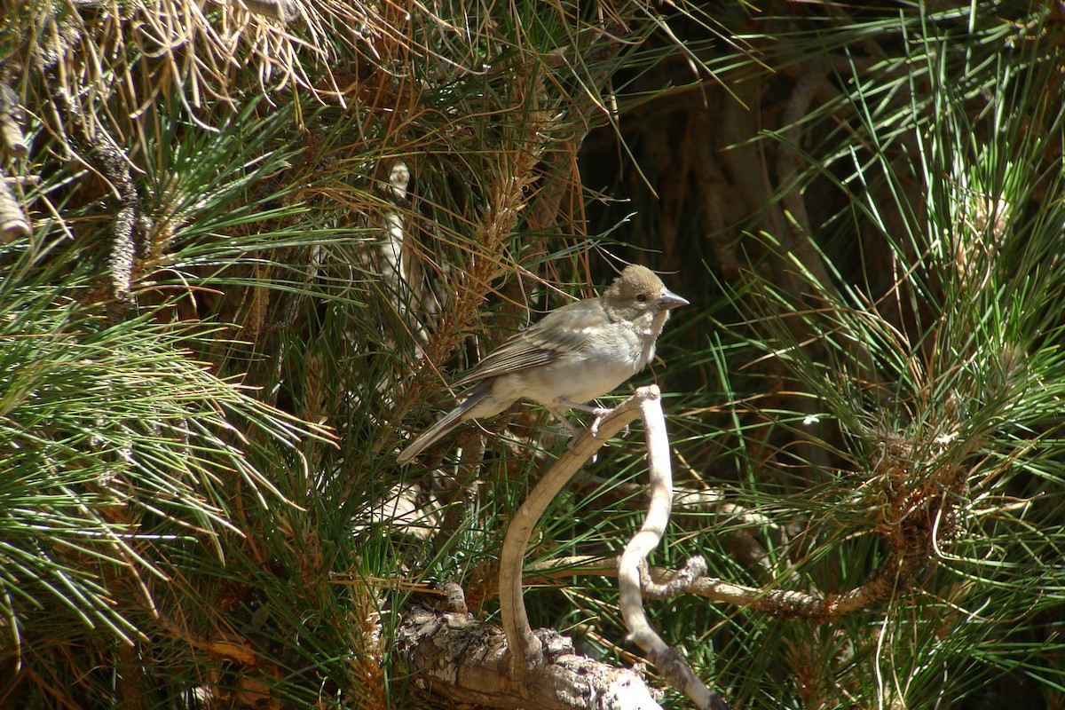 Tenerife Blue Chaffinch - ML638670924