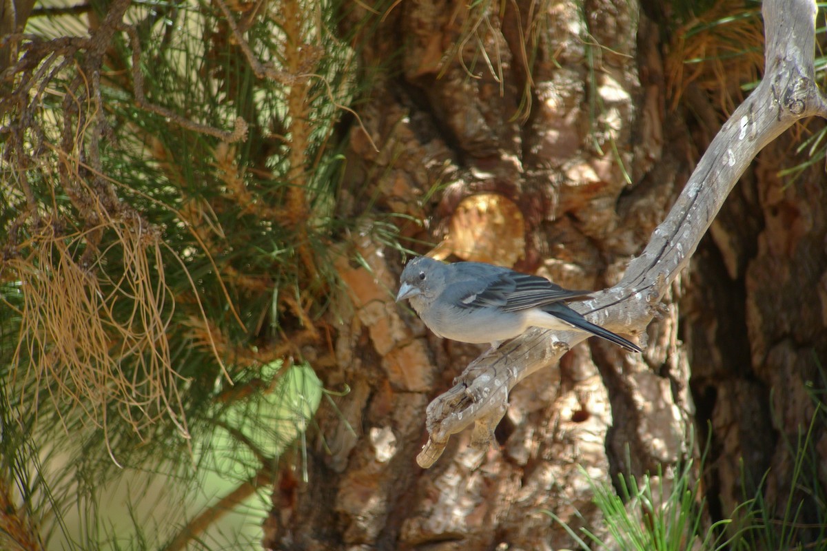 Tenerife Blue Chaffinch - ML638670926