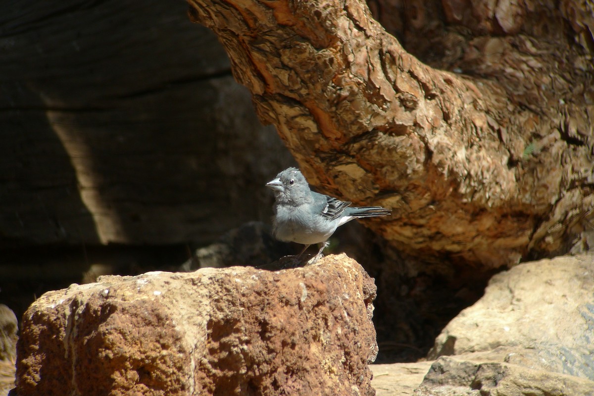 Tenerife Blue Chaffinch - ML638670956