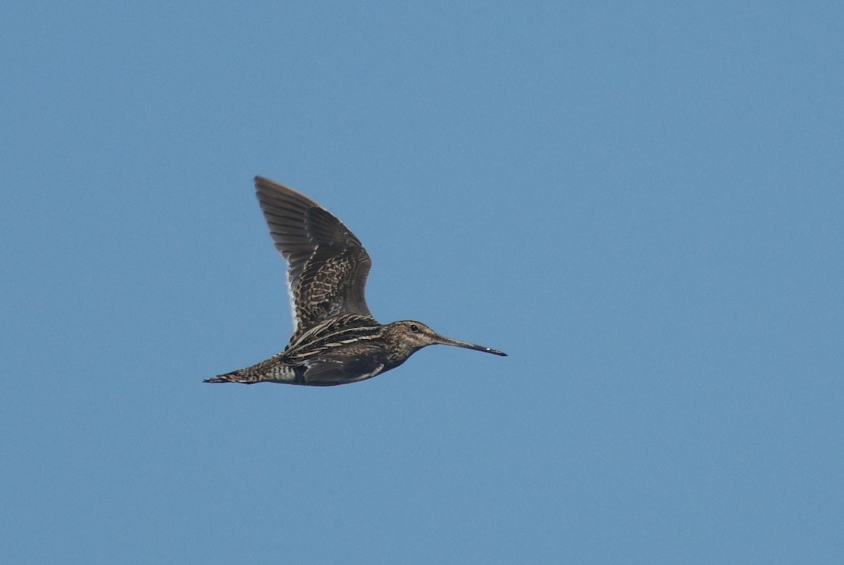 Common Snipe - ML638670960
