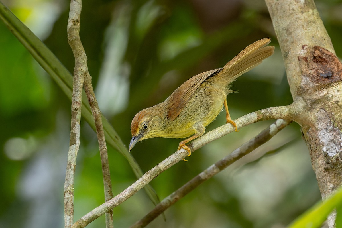 Pin-striped Tit-Babbler - ML638671058
