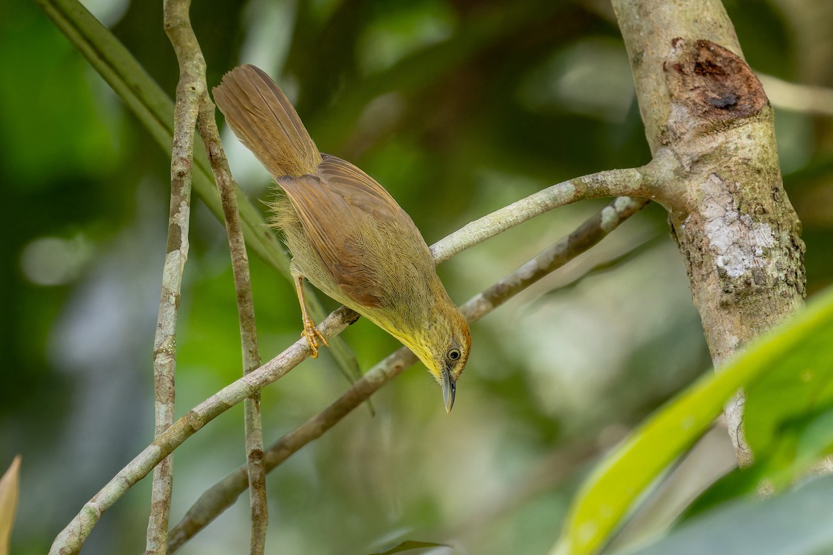 Pin-striped Tit-Babbler - ML638671059