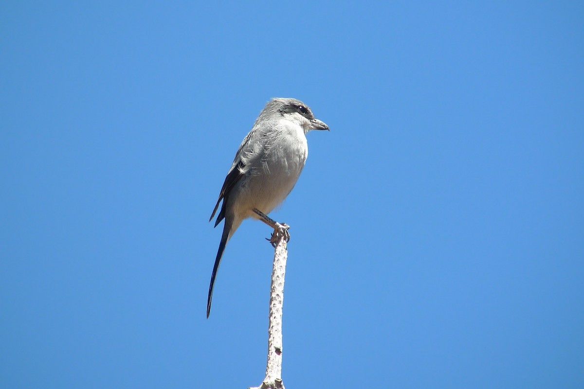 Great Gray Shrike (Sahara) - ML638671067