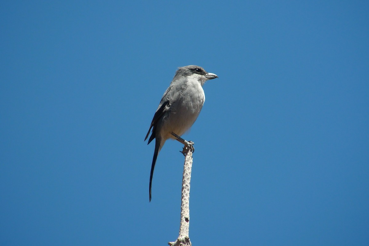Great Gray Shrike (Sahara) - ML638671070