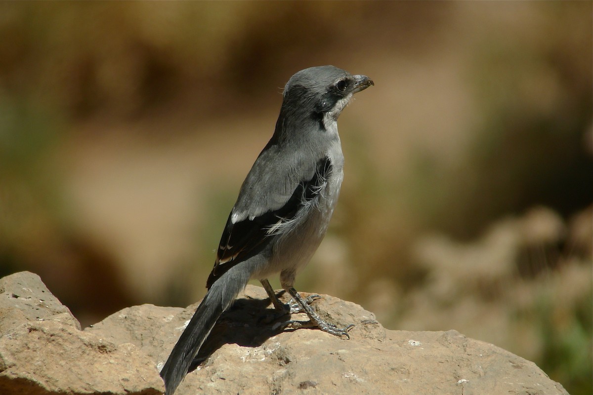 Great Gray Shrike (Sahara) - ML638671078