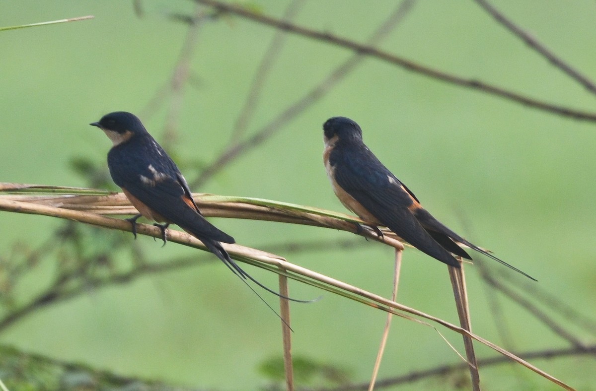 Rufous-chested Swallow - ML638671106