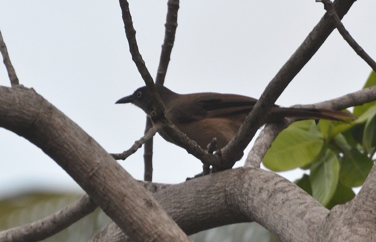 Blackcap Babbler - ML638671113