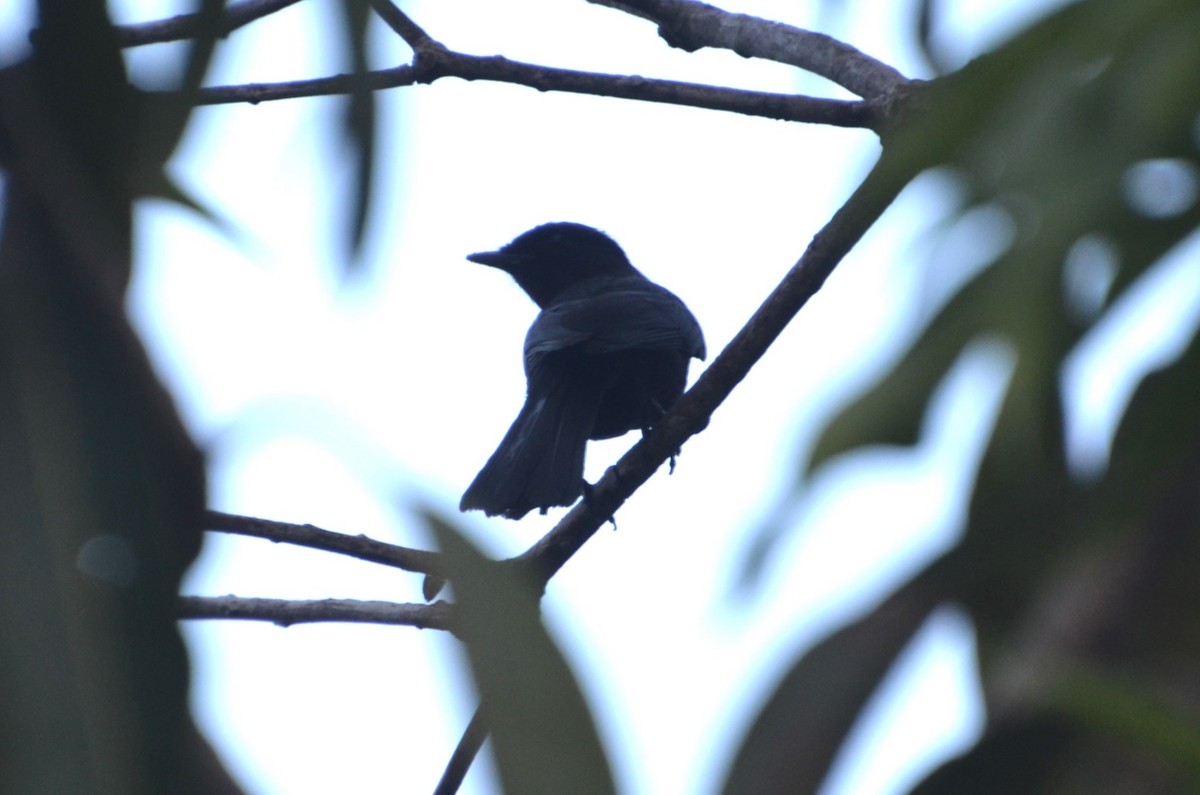 Northern Black-Flycatcher - ML638671118