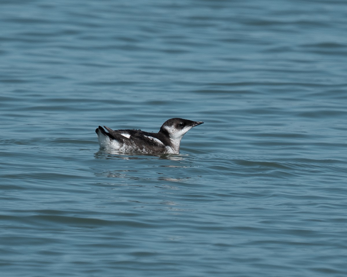Marbled Murrelet - ML638671123