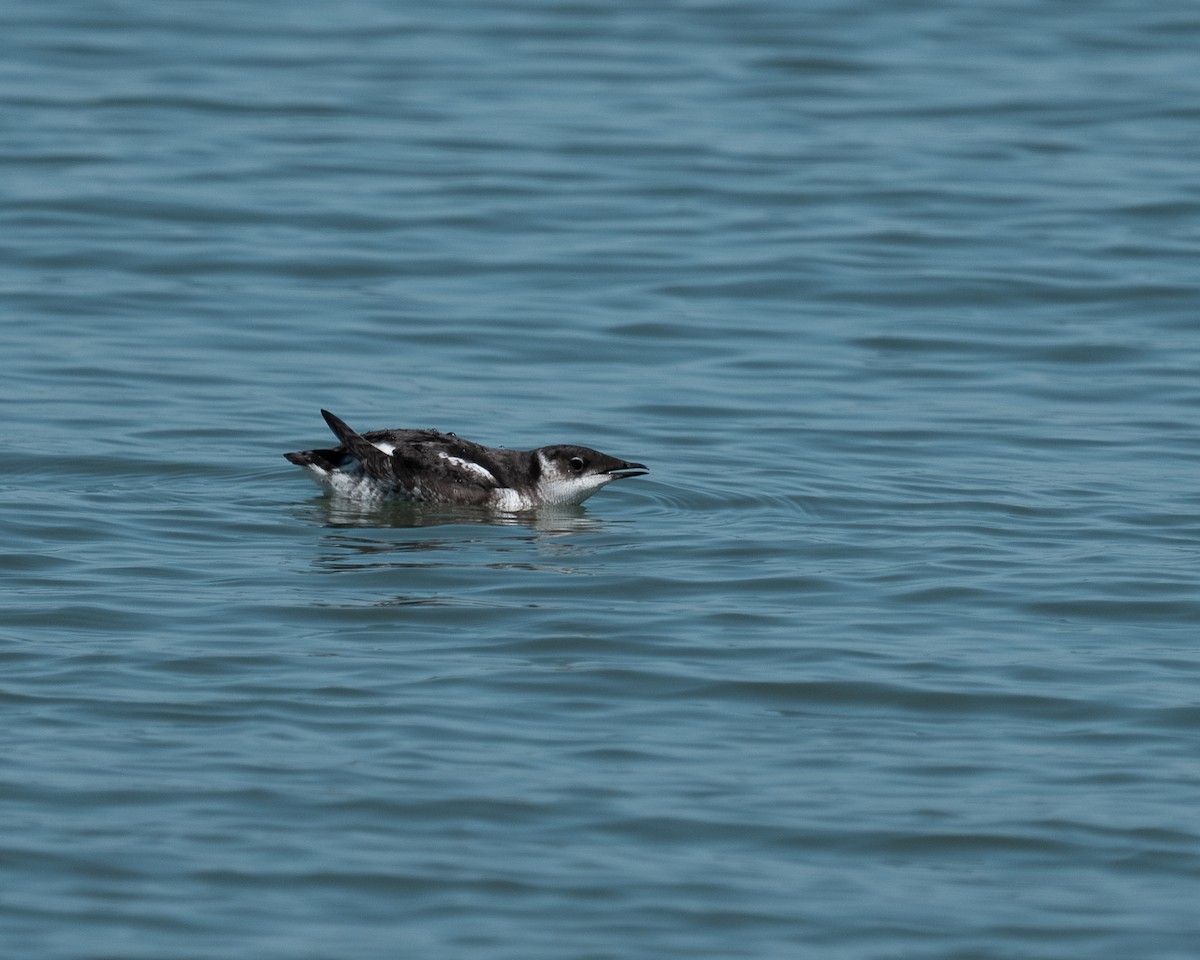 Marbled Murrelet - ML638671126