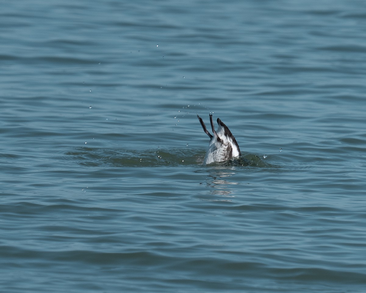 Marbled Murrelet - ML638671127