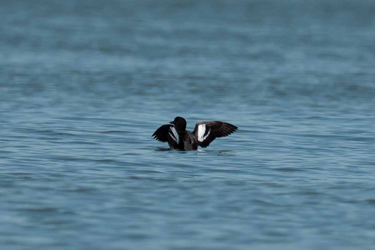Pigeon Guillemot - ML638671145